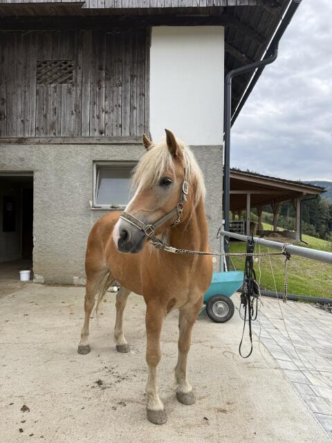 Haflinger Wallach
