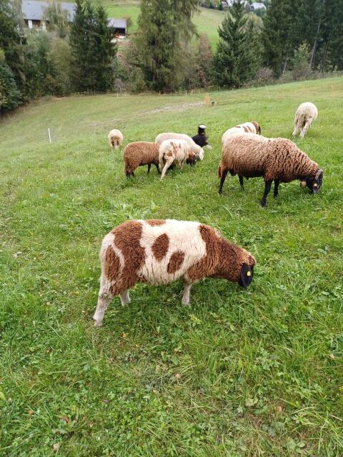 Tscheggen Widder