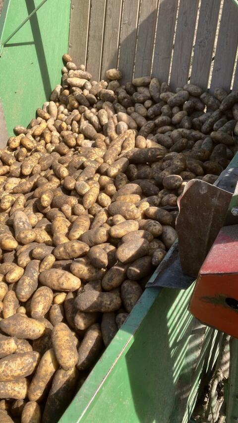 Speisekartoffeln Ditta