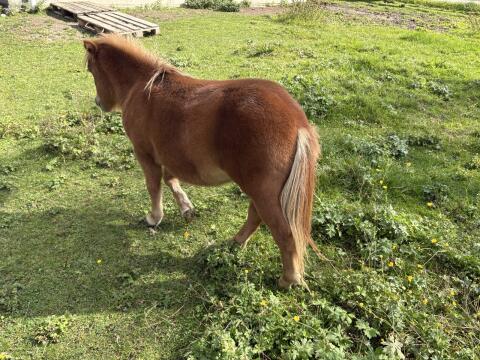 Zuckersüße Ponystute