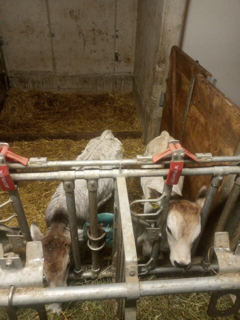 Bio Original Tiroler Grauvieh Stierkalb