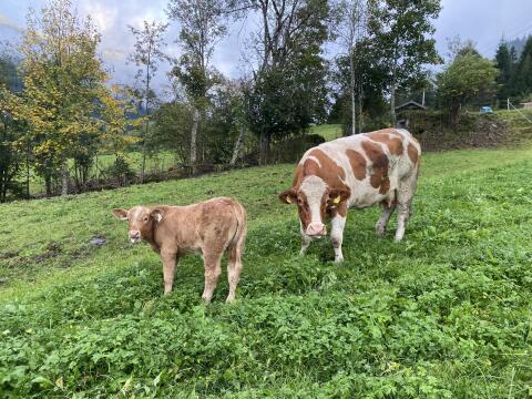 Mutterkuh mit Stierkalb