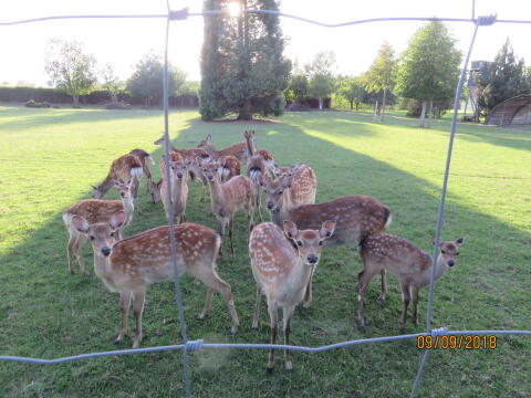 Sika Nippon Tiere und Spießer