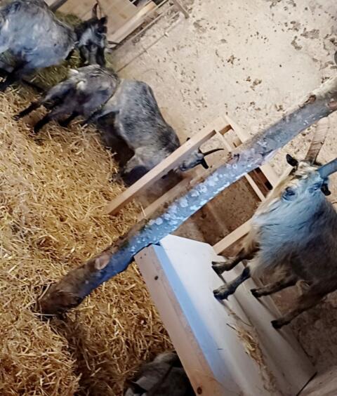 Blobe Bock