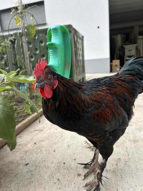Marans Mix Hahn