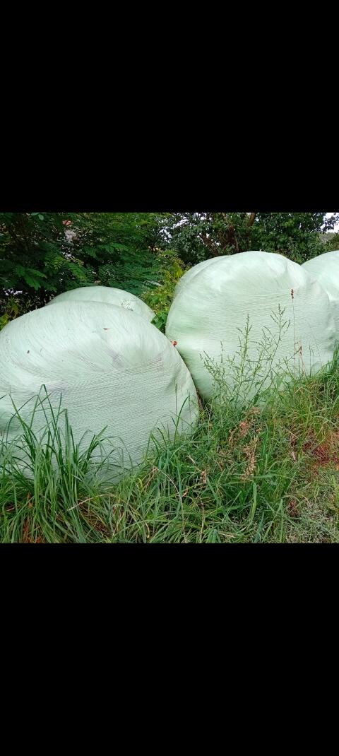 Silageballen 2025