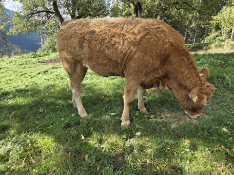 Limousin Kalbin