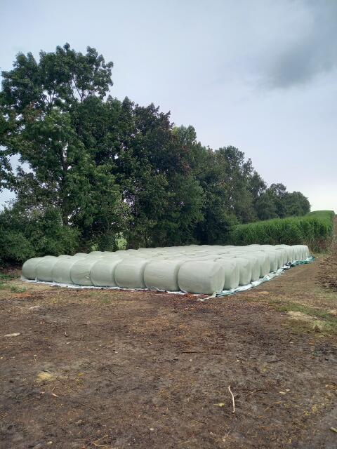 Maissilageballen beste Qualität zum fairen Preis