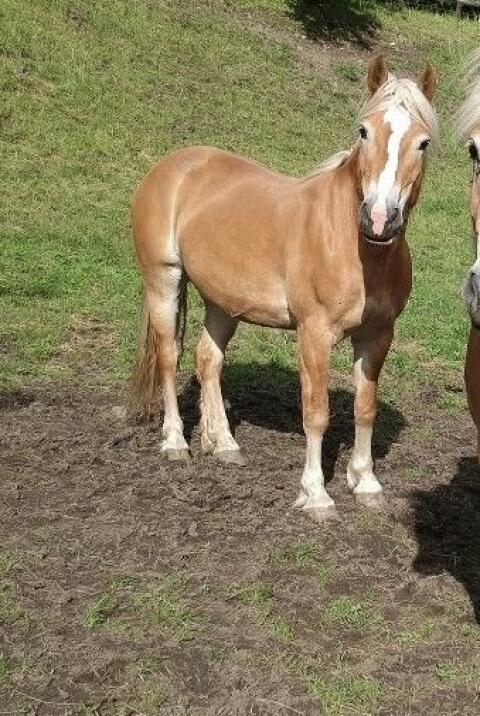 Haflinger Zuchtstute