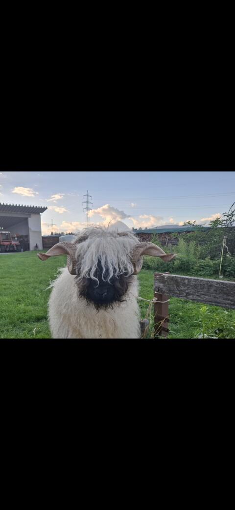 Walliser Schwarznasen HB Widder