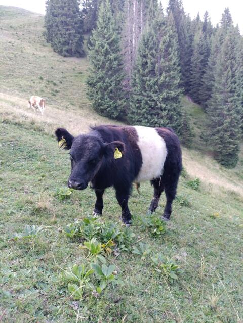 White belted Galloway Stierkalb