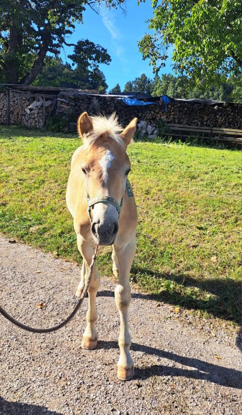 Haflinger Fohlen