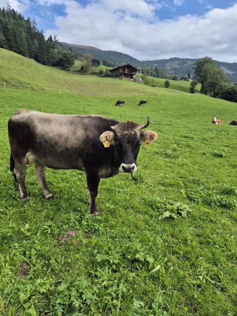 Tiroler Grauvieh Kuh Bio
