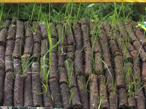 Fingerdicke Pellets aus Biomasse