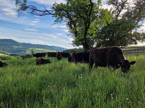 BIO Wagyu-Rinder (Fullblood) aus artgerechter Haltung