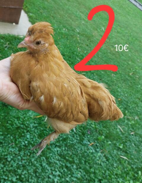 Zwergcochin Mix Hühner