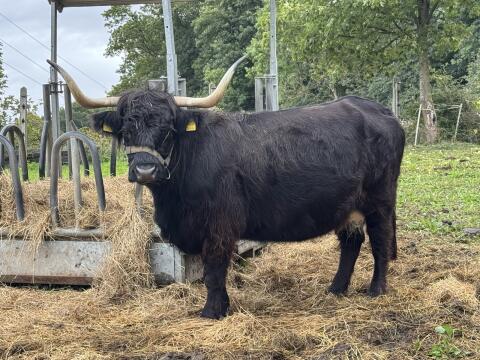 Hochlandrinder Kühe mit Kalb