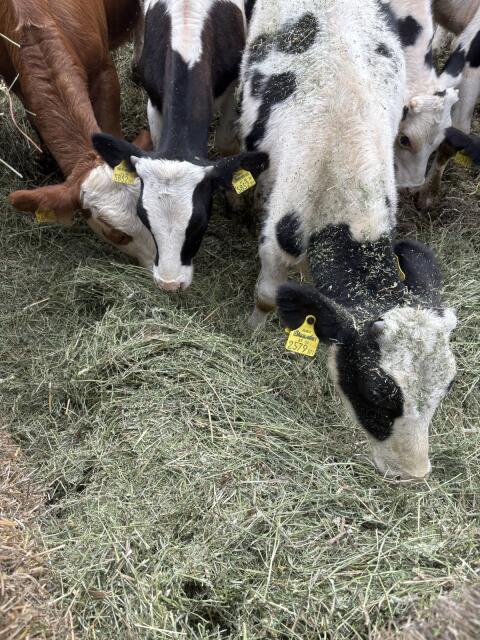 Tausche Stroh, Heu und Silage gegen Rinder
