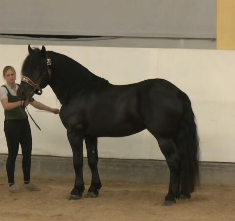 Noriker Rappe Hengst