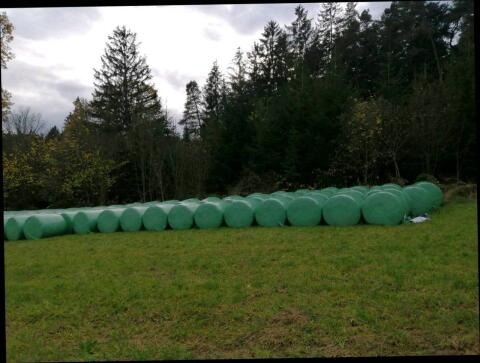 Maisballen, Silage, Ernte 2025