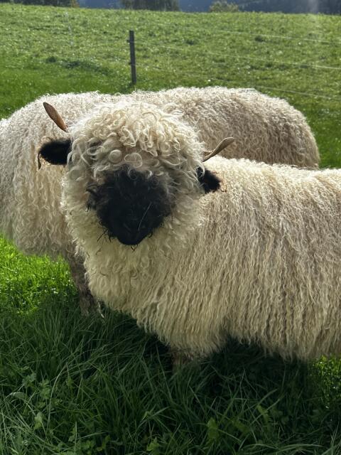 Schwarznasenschaf Sieglinde