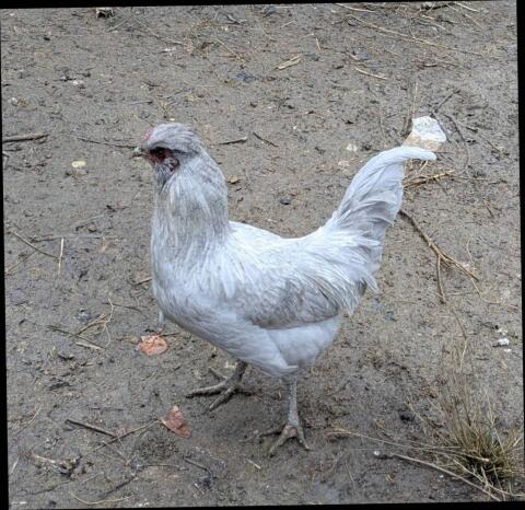 Lavender Araucana Hähne