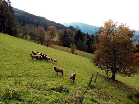 Braune Bergschafe BIO