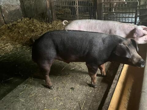 Duroc Jungeber