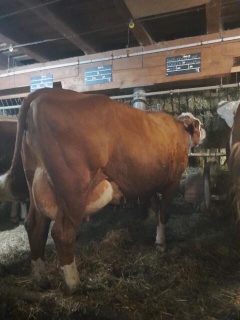 Fleckvieh Stier