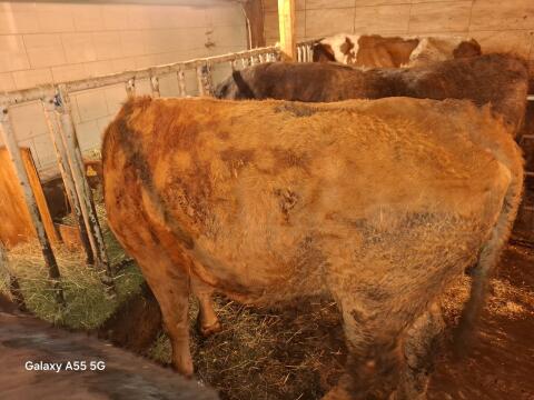Fleck-Angus Kuh zu verkaufen