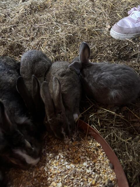 Zwergkaninchen-Babys