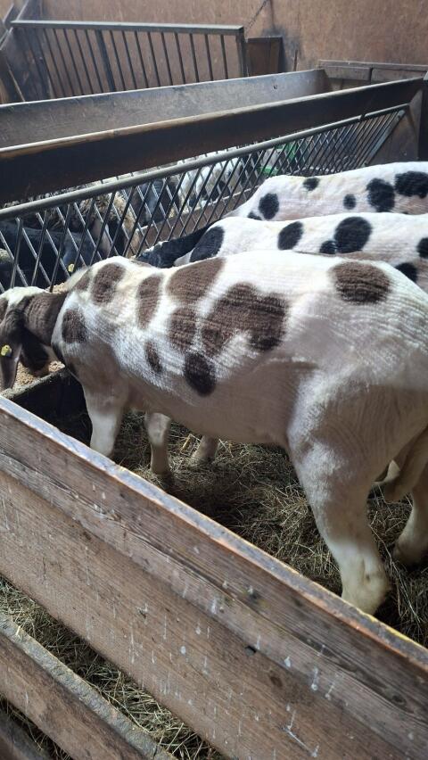 8120 Alf