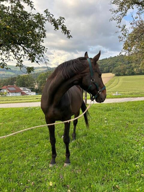 18-jähriger Wallach