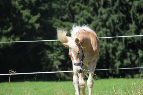 Haflinger Hengstfohlen