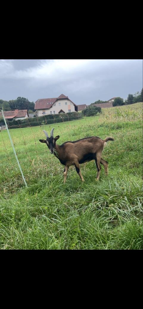 Aosta Ziege