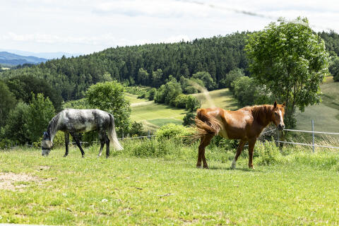 Einstellplatz im Naturpark