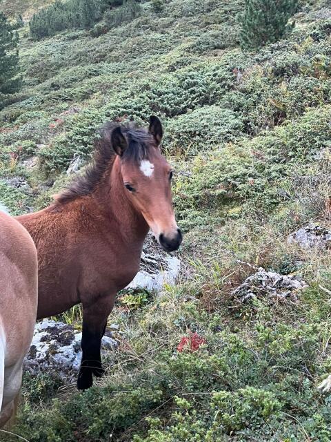 Araber x Haflinger Stutfohlen