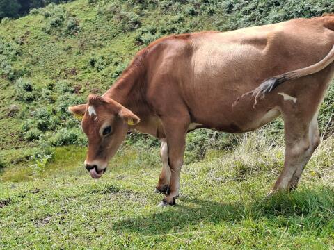 Jersey Kalbin Bio
