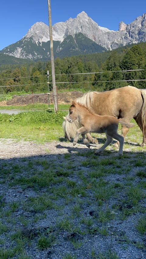Minishetlandpony Stutfohlen