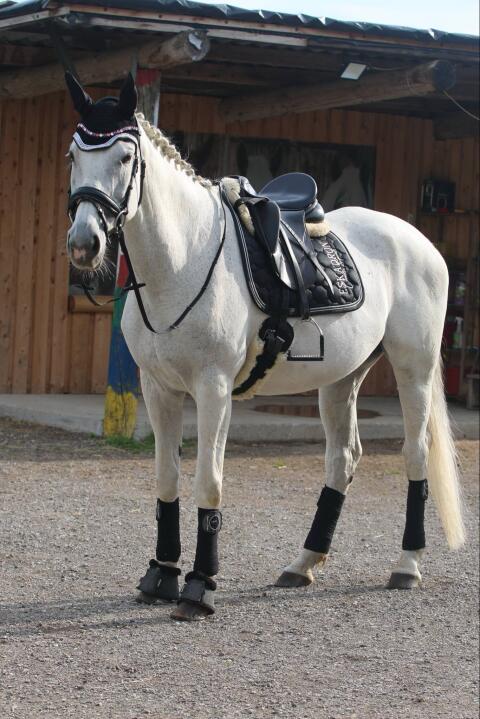 Anfänger Pferd