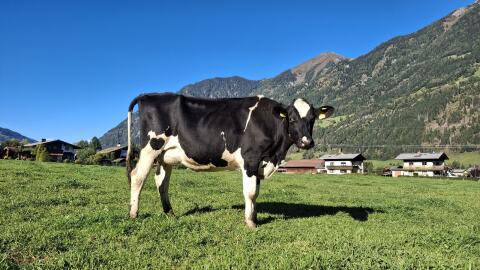 HF Erstlingskuh mit 36 l Tagesgemelk zu verkaufen