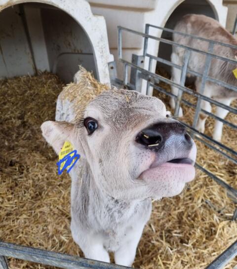 BrownSwiss Kuhkälber zu verkaufen