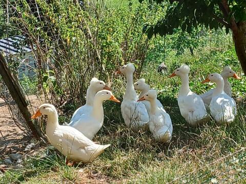 Landenten Erpel und Enten, Moschusenten