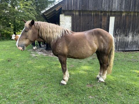 Noriker Dunkelfuchsstute