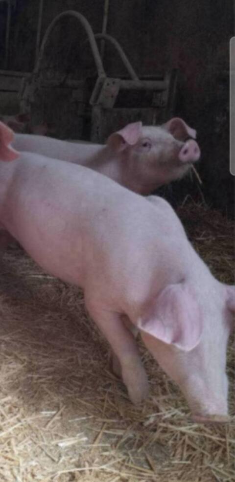 Ferkel
