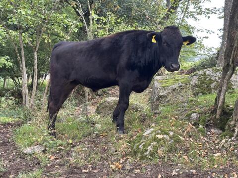 Bio-Wagyu-Ochse