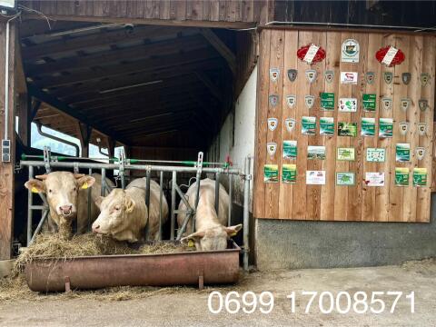 Charolais Zuchtstiere