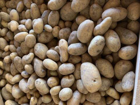 Speisekartoffeln in Großkisten