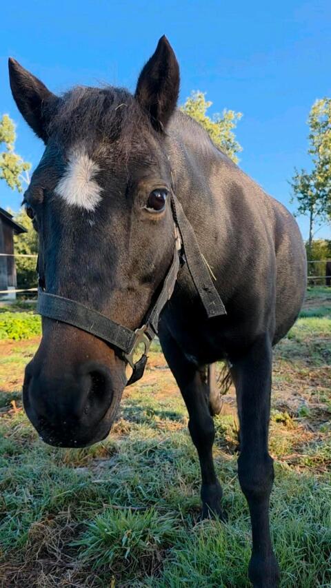Pony, Ponystute, Stute, Kutsche