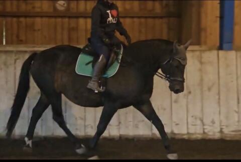 Bayerischer Warmblut-Wallach sucht neue Aufgabe